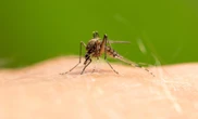 Kąśliwe owady Działkowiec zdradził sposób na komary w ogrodzie. Dzięki niemu mogę spokojnie siedzi…