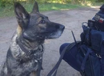 19-latka znaleziona Pies uratował zaginioną nastolatkę! Suczka Nika to bohaterka