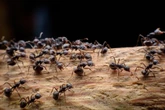 Nowa odmiana! Inwazja ognistych mrówek mutantów! Kąsają bez opamiętania