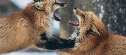 SPADNĄ Z NIEBA Będą zrzucać je z samolotów! Alert RCB: „Nie dotykaj”