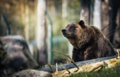 Znów Słowacja! Atak niedźwiedzia na człowieka! 27-letni biegacz ofiarą