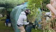10 LAT ODSIADKI Działkowiec z Piaseczna obok pomidorów sadził marihuanę. Plantacja w rękach policji