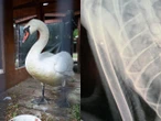 Łabędź Otello ma dwie kule w ciele!To kolejna ofiara głupiej zabawy człowieka [GAL...