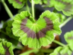 Choroby grzybowe roślin Ogrodnik z Liroy Merlin pokazał, jak zwalczać rdzę w pelargoniach. Mieszam te składn…