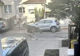 ESKORTA POLICJI Olbrzymi łoś hasał po ulicach Warszawy! Liczyła się każda minuta