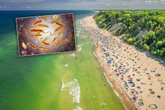 Alarm na plażach Zabójcza bakteria wykryta w Bałtyku! Są ofiary śmiertelne