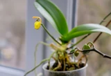 Pielęgnacja kwiatów Niekwitnący storczyk od razu to polubi i w końcu utonie w kwiatach. Pokrój i zalej wrzątkiem, a potem używaj do podlewania orchidei. Nawóz do storczyka na kwitnienie