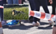 Ogromna tragedia Zwierzęce piekło w Kaliszu! Pies żył ze zwłokami swojej pani. Morderca wyprowadzał g…