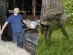 Wilki "Drapały w drzwi". Wilki terroryzują mieszkańców. Pożerają psy, nie boją się ludzi