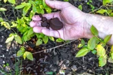 Uprawa owoców w ogrodzie We wrześniu zawsze podsypuję tym krzewy borówek. W kolejnym sezonie mam zatrzęsienie owoców jak nikt w okolicy