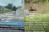 Niecodzienna interwencja Mieszkańcy poskarżyli się na „turystę”. Łoś pływał w rzece i spacerował po Ełku! Pol…