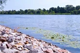 Co się dzieje? Śnięte ryby w Odrze. Zebrał się sztab kryzysowy. "Wszystkie służby w gotowości"