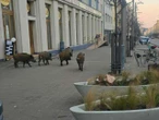 wiadomości Dziki w Gdyni to problem. Miasto będzie odstraszać je nowym sposobem