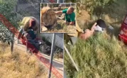 Atak na Krymie Lew zaatakował właściciela zoo, który poparł Putina. "Gryzł w szyję"