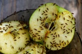 Sposób na owady w domu Wpuść 20 kropli i spryskaj szafki w kuchni. Muszki wyniosą się, gdzie pieprz rośnie. Domowy sposób na muszki owocówki
