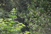 Najnowsza prognoza Temperatury powyżej 20 stopni kontra burze i ulewne deszcze! Wiemy, gdzie nastąpi po…
