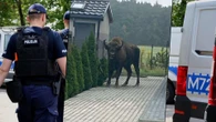 Nietypowa interwencja Żubr na wolności. Pajor uciekł z prywatnej zagrody