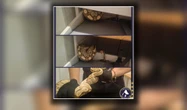 tego nikt się nie spodziewał Wąż w kuchennej szufladzie! Zaskakujące odkrycie lokatorów w Łodzi