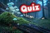 Test grzybowy QUIZ. Jaki to grzyb? Wirtualne grzybobranie i podchwytliwe pytania