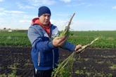Dramat rolników Zamiast pietruszki korzeniowej wyrosła naciowa! Dramat rolników z południa Polski