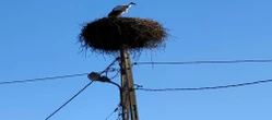 Idzie wiosna?! Pierwszy bocian wrócił na Mazury. Rok temu wzbudził sensację