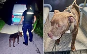 Sprawę bada policja Złodzieje ukradli pitbulla! Sposób, w jaki to zrobili, zaskakuje. Padły kuriozalne słowa