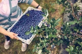 Jak dbać o krzewy owocowe? Rozcieńcz w wodzie i podlej borówkę amerykańską 1 raz w miesiącu, aby latem owocował…