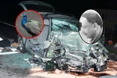 DRAMAT Szymon jechał odebrać swojego wymarzonego pawia. Zginął w tragicznym wypadku