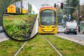 Ciekawe, bardzo ciekawe Tory tramwajowe w Warszawie pachną ziołem! Co oni tam posadzili!?