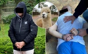 szczegóły szokują! Były mąż zlecił rzeź alpak i lamy koło Kruszwicy. Egzekucję wykonał Rosjanin