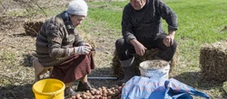Rolnicy. Podlasie. Kobieta w gospodarstwie Gienka z Plutycz. Pani Nina zajmie się ...