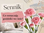 Goździki we śnie - znaczenie snu. Uczucia, relacje i najczęstsze interpretacje