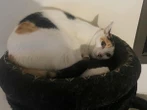 « Cet animal est mort lentement » : il est condamné pour avoir pendu le chat de son voisin à Montardon