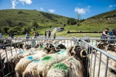 Agriculture : des vaccins pour chasser le spectre d’une nouvelle épizootie dans les Pyrénées-Atlantiques