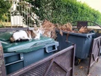 Un chat veille sur le tri des déchets rue Jean-Réveil à Pau