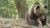 Béarn : pourquoi il y a eu davantage d’attaques d’ours sur des troupeaux à la fin de cet été