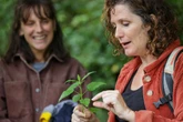 Plantes sauvages du Béarn : découvrez leurs pouvoirs cachés et ancestraux