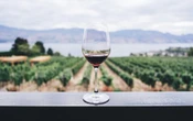 Transizione energetica: le contraddizioni italiane e la filiera del vino