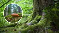 Lasy pełne grzybów. Kto zna te miejsca, wraca z łupem
