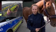 Psy błąkały się po ekspresówce. Natychmiastowa reakcja policjantki