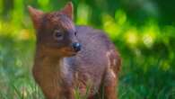 Niezwykłe narodziny w Warszawie. Zoo prosi o wybranie imienia