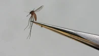 Gorączka chikungunya w Europie. Choroba "człowieka zgiętego" to poważne zagrożenie