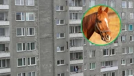 Chciał ukryć konia w bloku. Na schodach złapała go policja