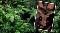 Gigant z australijskiego lasu. Odkryto nowy gatunek owada