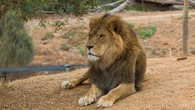 Lew uciekł z tureckiego zoo. "Podniosłem koc i rzucił się na mnie"