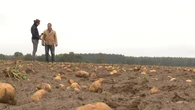Rolnicy zostawiają zbiory na polu. "Nie zwróci się nawet paliwo"
