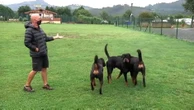 El perro que atacó a la niña en Ceutí (Murcia) no tenía la vacuna de la rabia