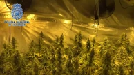 Desmantelan una organización dedicada al suministro de planteles de marihuana
