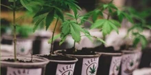 México se convierte en el gran bazar americano de la marihuana