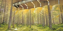 Los bosques pisan fuerte en la pasarela sostenible